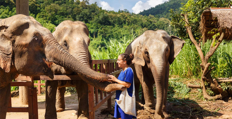 Chiang Mai Elephant safari