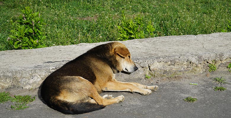 Sleeping Street Dogs in Bhutan