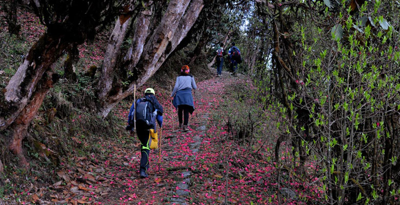 Forest of Rhododendron in Bhutan