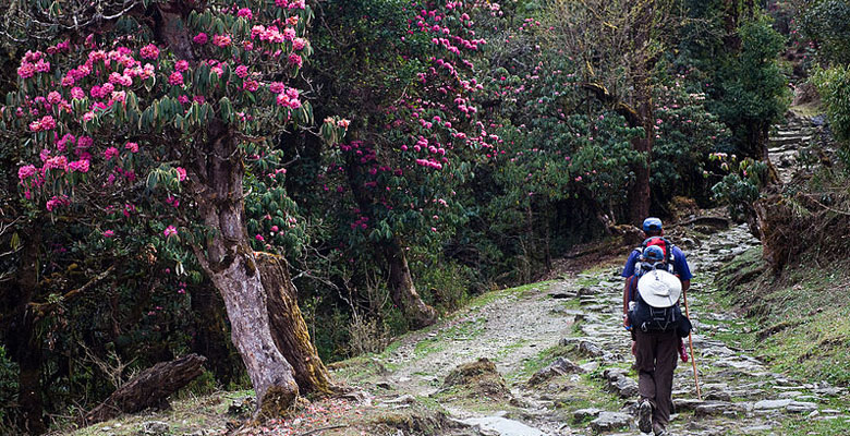 Bhutan Trek in April to See Rhododendron Flowers