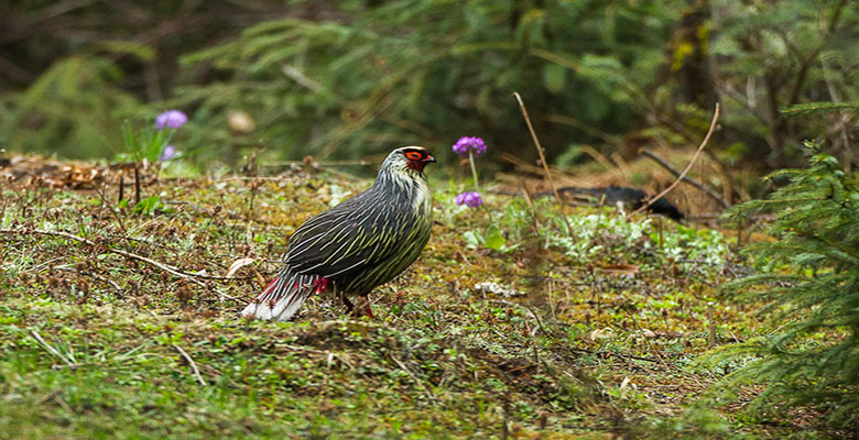 Go Bird Watching in May Bhutan