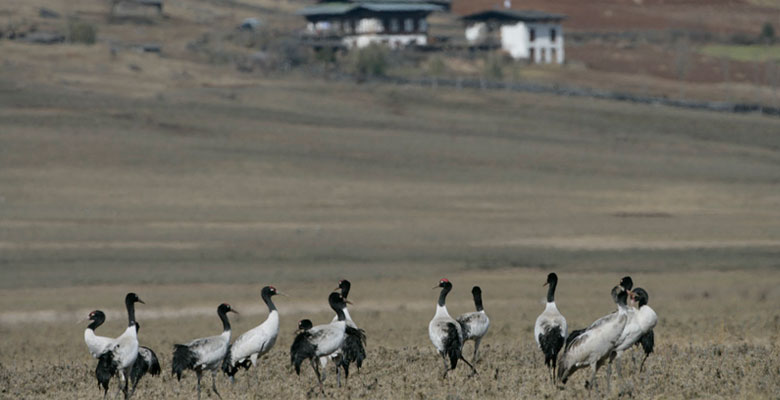 Black-Necked Cranes in Phobjika Valley in January