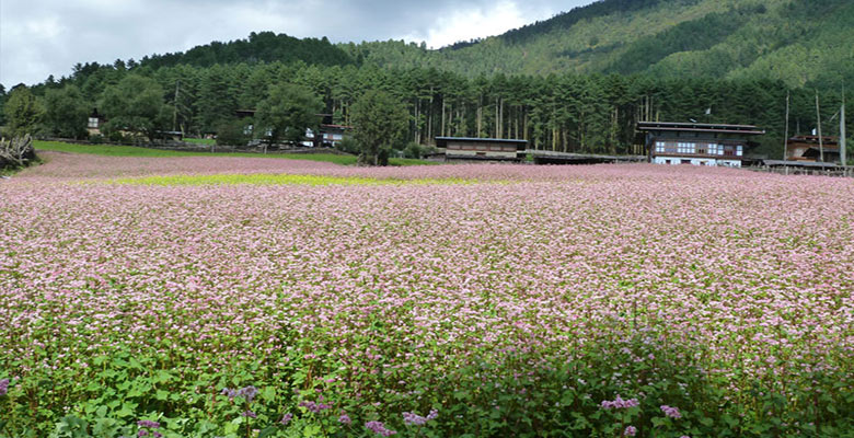 Beautiful Phobjikha Valley in May