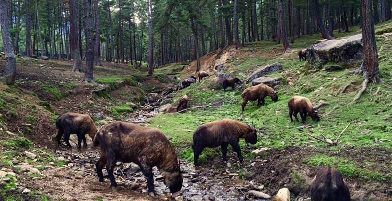 Jigme Singye Wangchuck National Park