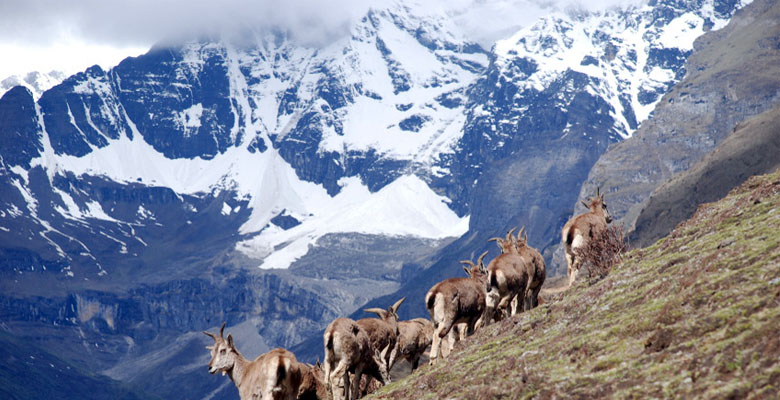 Bhutan wild animals