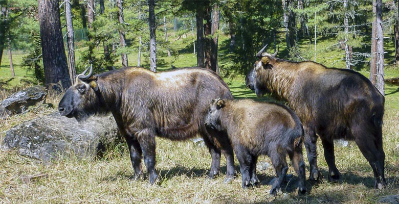 Visit the Takin Preserve