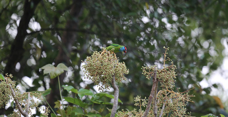 Watching Bird in Bhutan in April