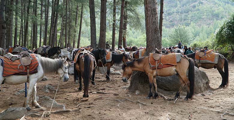 Horse riding to Tiger’s Nest Monastery